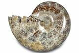 Polished Ammonite (Phylloceras) Fossil - Madagascar #283493-1
